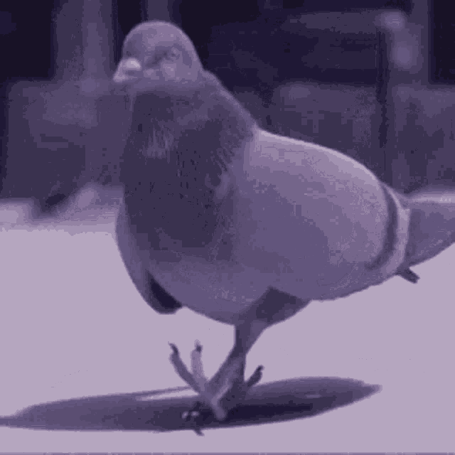Pino il piccione